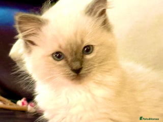 Ragdoll cats RAGDOLL KITTENS PURE BRED - Advert 1