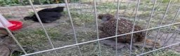 Chickens poultry for sale: 4 bantams and 2 brahmas for sale  - Advert 5