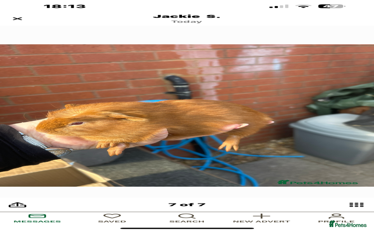 Guinea Pig rodents - Advert 12