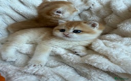 British Shorthair cats for sale: 🧡Exceptional golden British Shorthair🧡 - Image 15