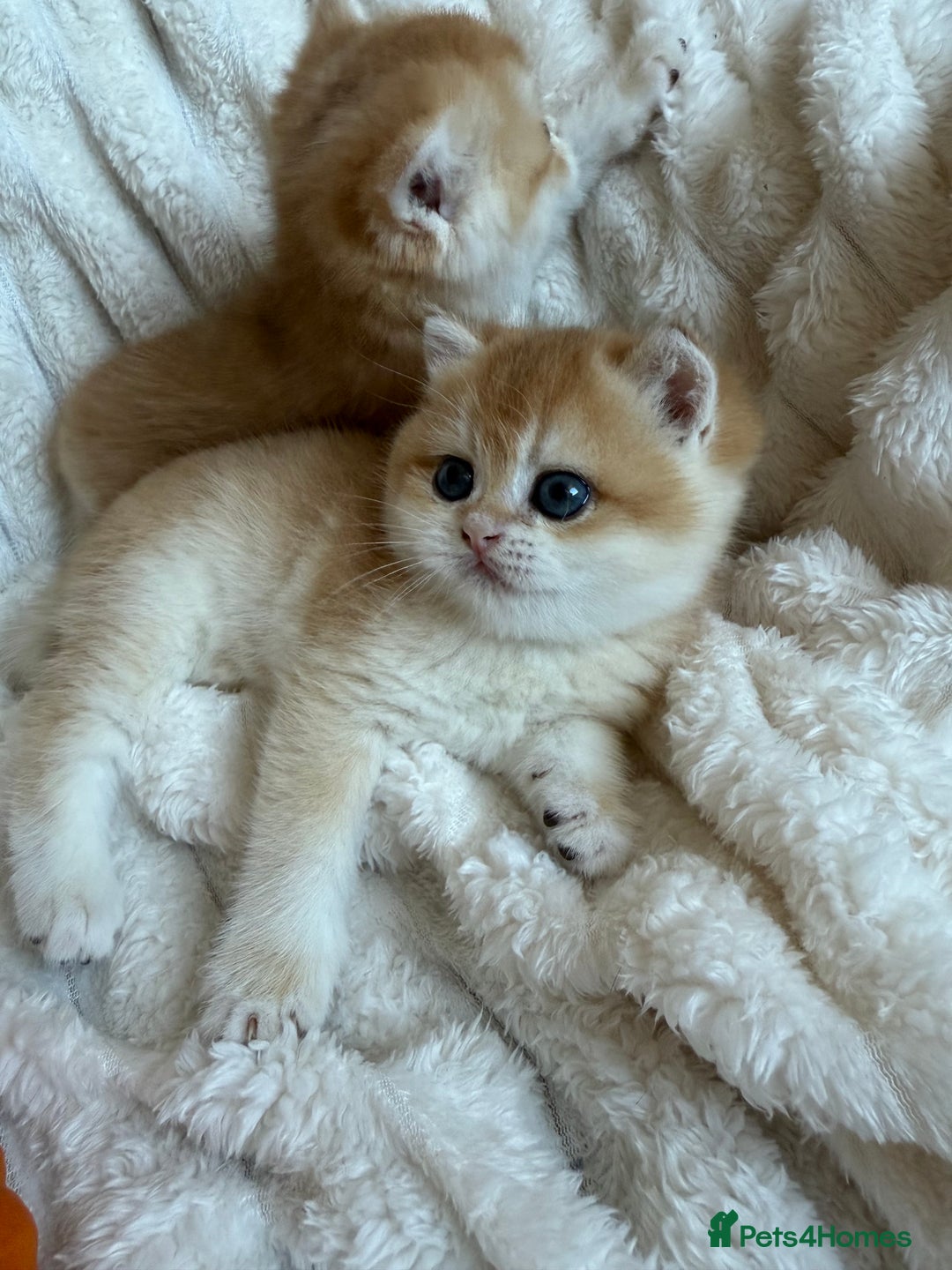 British Shorthair cats for sale: 🧡Exceptional golden British Shorthair🧡 - Image 15