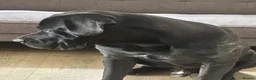 Cane Corso dogs for stud: Panther - Advert 4