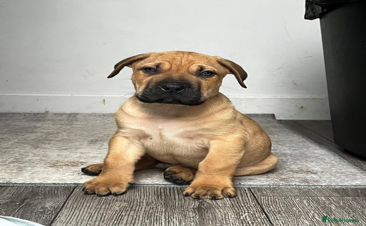 Presa Canario dogs - Advert 1