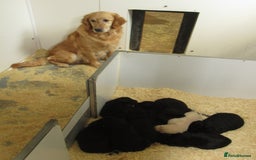 Goldador dogs for sale: Lovely Goldendor / Goldador Puppies - Image 11