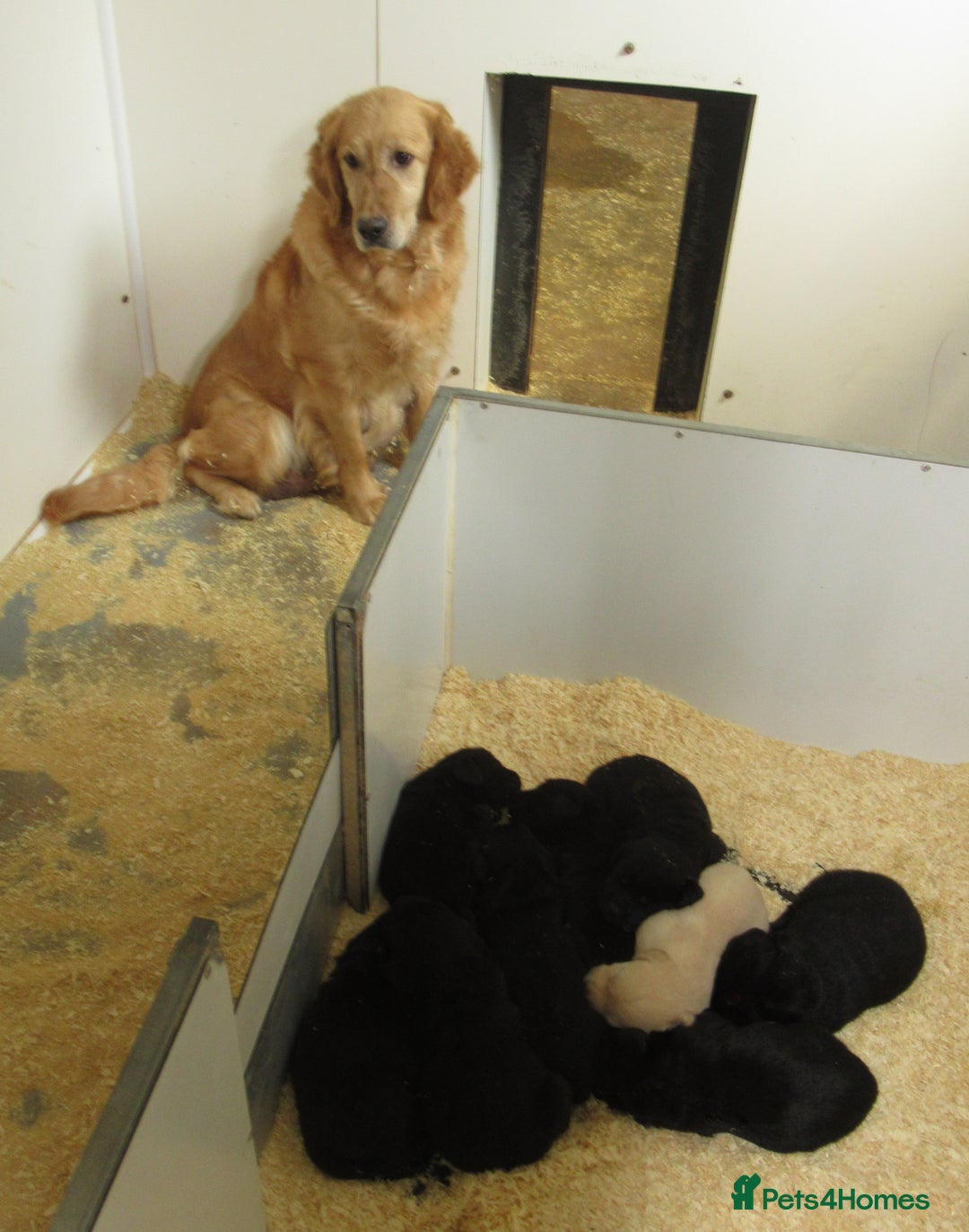 Goldador dogs for sale: Lovely Goldendor / Goldador Puppies - Image 11