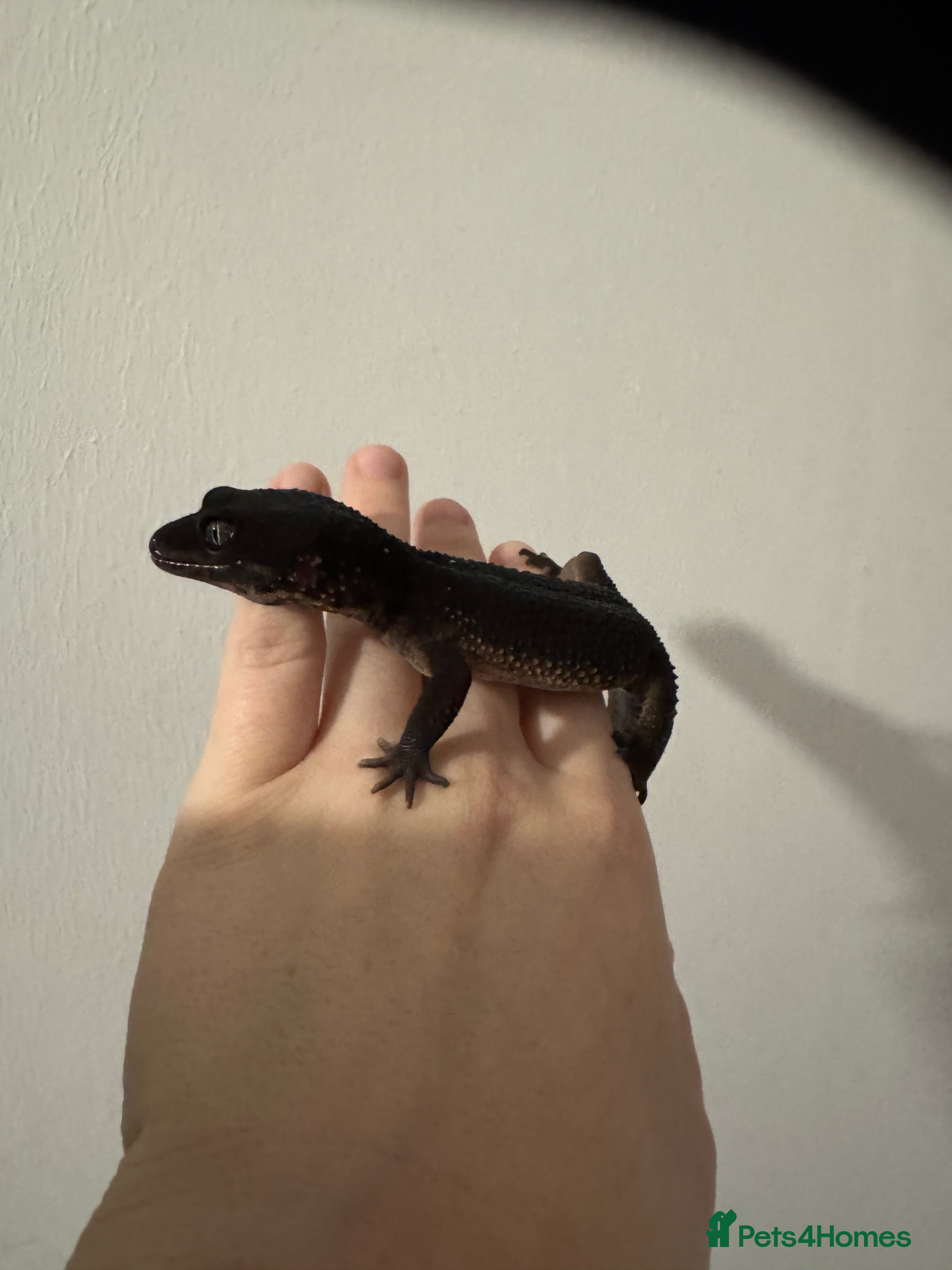 Leopard Gecko reptiles Black night leopard gecko  - Advert 1