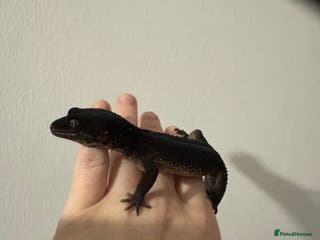 Leopard Gecko reptiles Black night leopard gecko - Advert 1