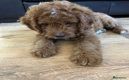 Cockapoo dogs for sale: Toy Cockapoo  - Image 9
