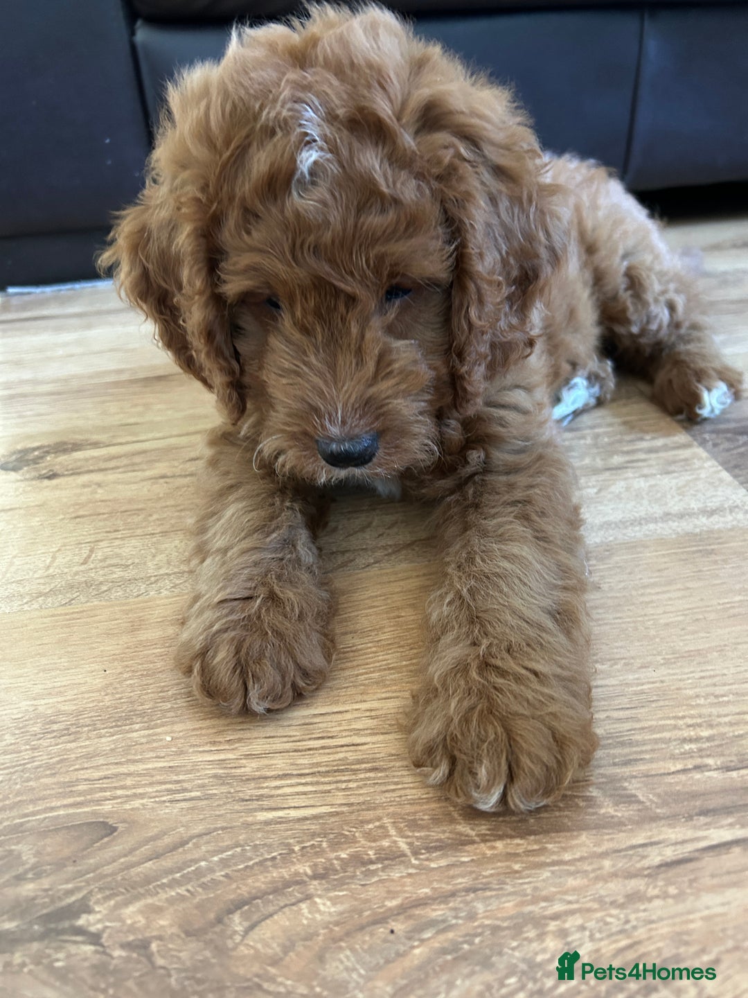 Cockapoo dogs for sale: Toy Cockapoo  - Image 9