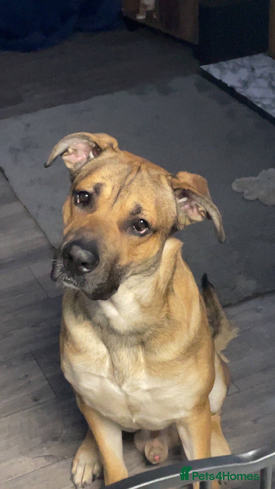 Mixed Breed dogs for sale: Marley- cane corso x German shepherd - Advert 5