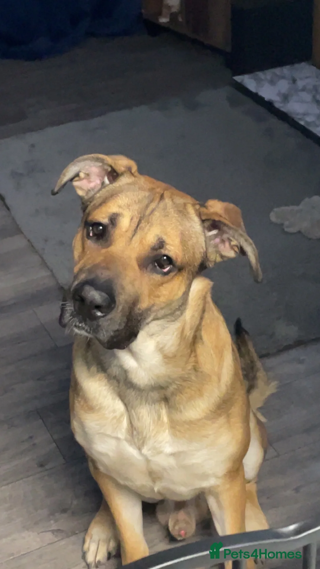Mixed Breed dogs for sale: Marley- cane corso x German shepherd in Swindon - Advert 1