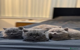 British Shorthair cats for sale: British shorthair blue and lilac  - Image 21