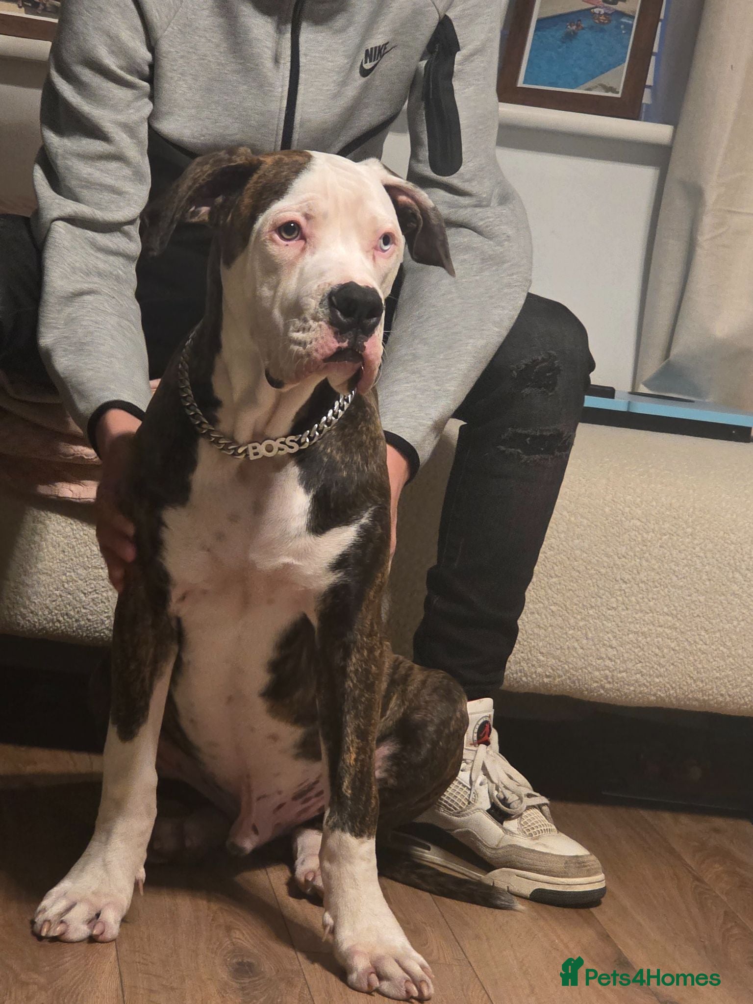 American Bulldog dogs 8 and a half month old American bulldog  - Advert 18