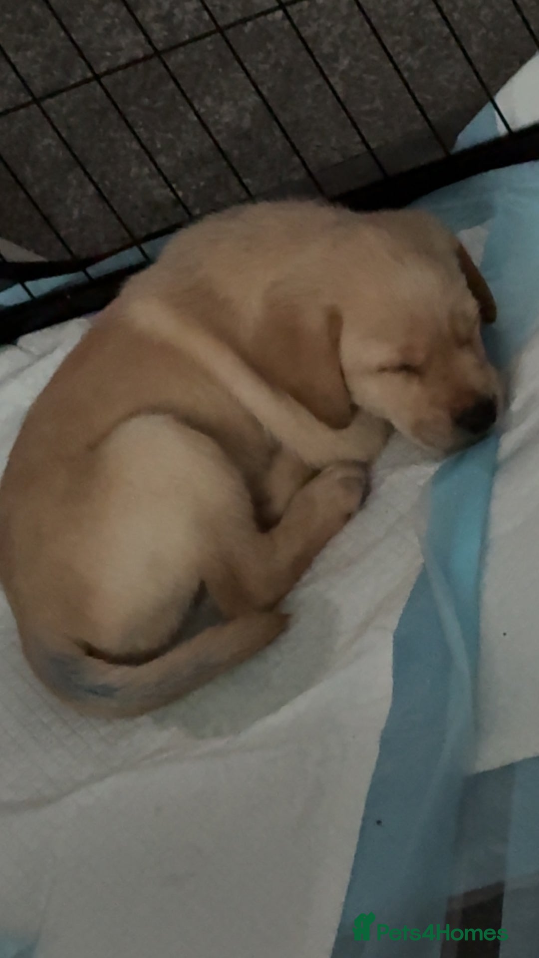 Labrador Retriever dogs for sale: 9 week old Labrador Puppies, - Advert 26