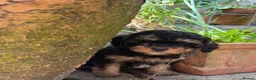Cavapoochon dogs for sale: Cavapoochon pups health tested parents  - Advert 15