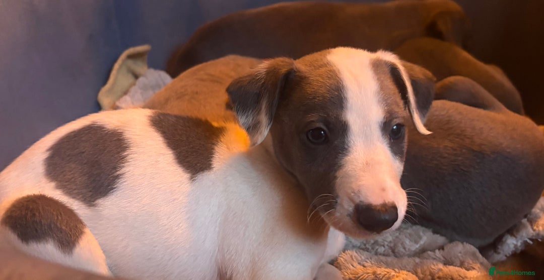 Whippet dogs for sale: Beautiful KC Whippet puppies  - Image 2