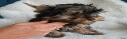 Yorkshire Terrier dogs for sale: READT TO GO❗️Little Yorkshire Terrier Puppies! - Advert 4