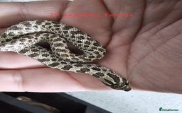 Snake reptiles for sale: Western Hognose Snakes Adults&Hatchlings - Image 9