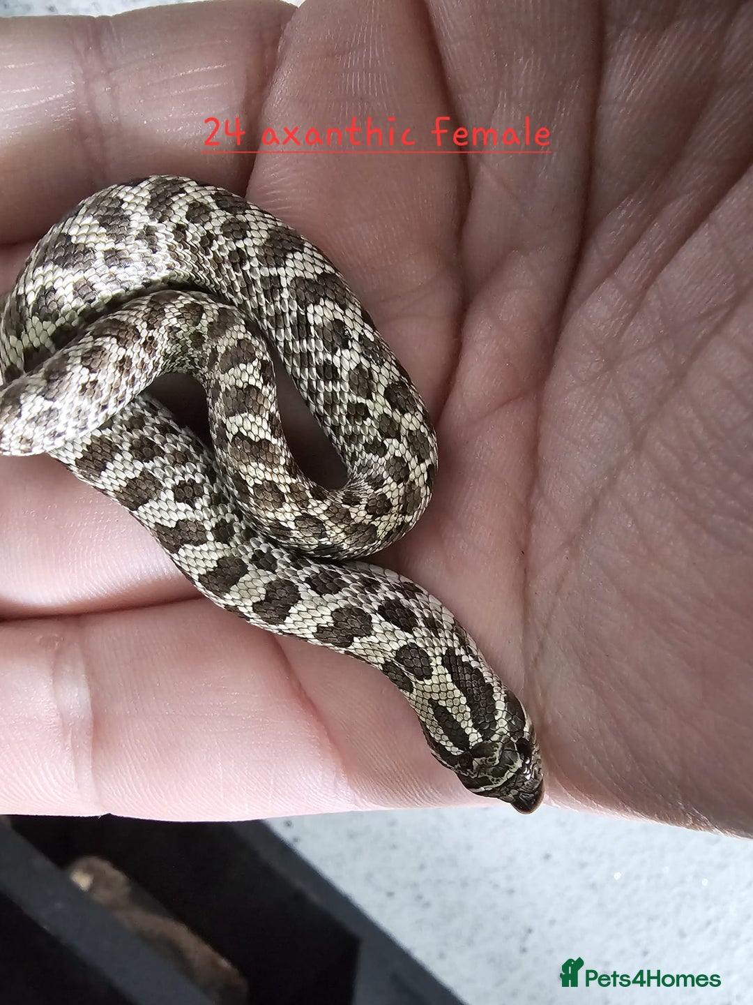 Snake reptiles for sale: Western Hognose Snakes Adults&Hatchlings - Image 9