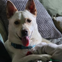 Mixed Breed dogs Leo wants a perfect home - Advert 14