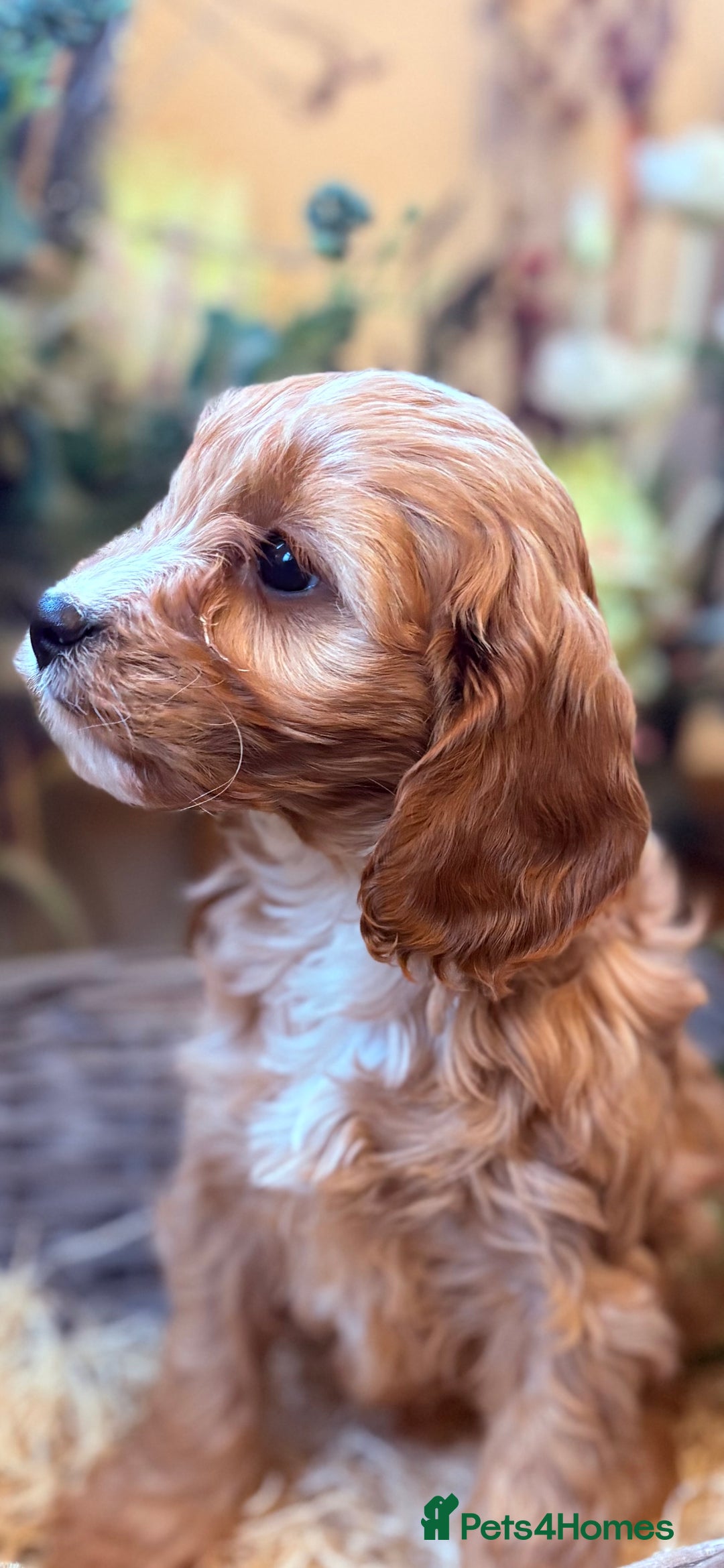 Cavapoo dogs for sale: Health tested toy cavapoo boys - Advert 19