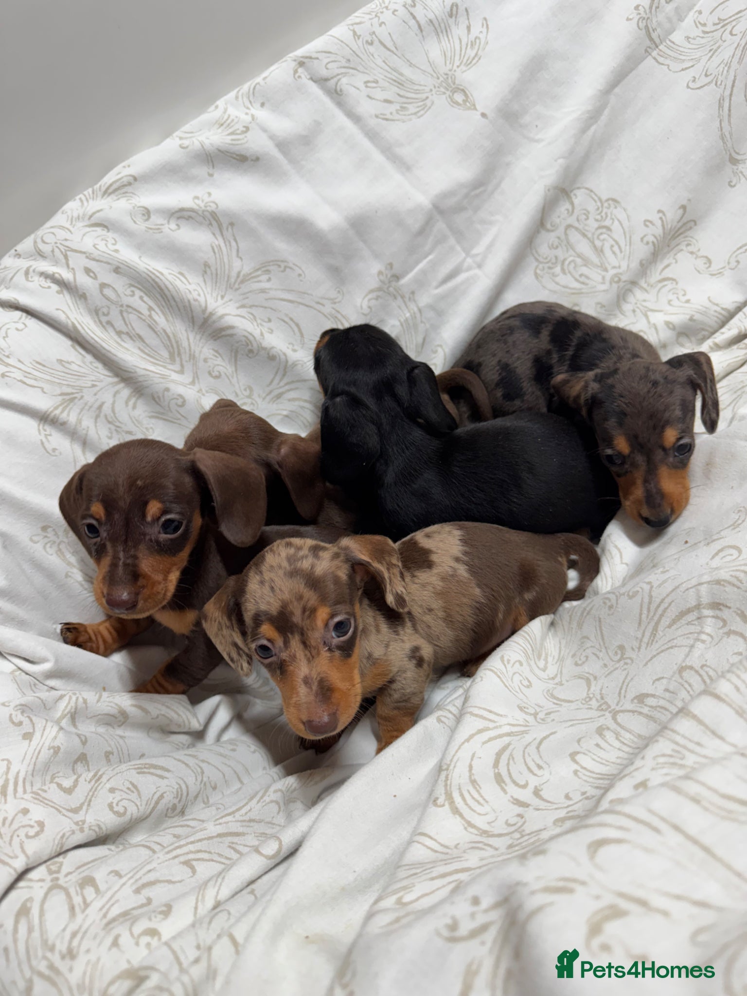 Miniature Dachshund dogs MINIATURE DACHSHUND PUPPIES  - Advert 1