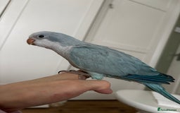 Parrots birds for sale: Silly tame Quakers looking for their forever home  - Image 14