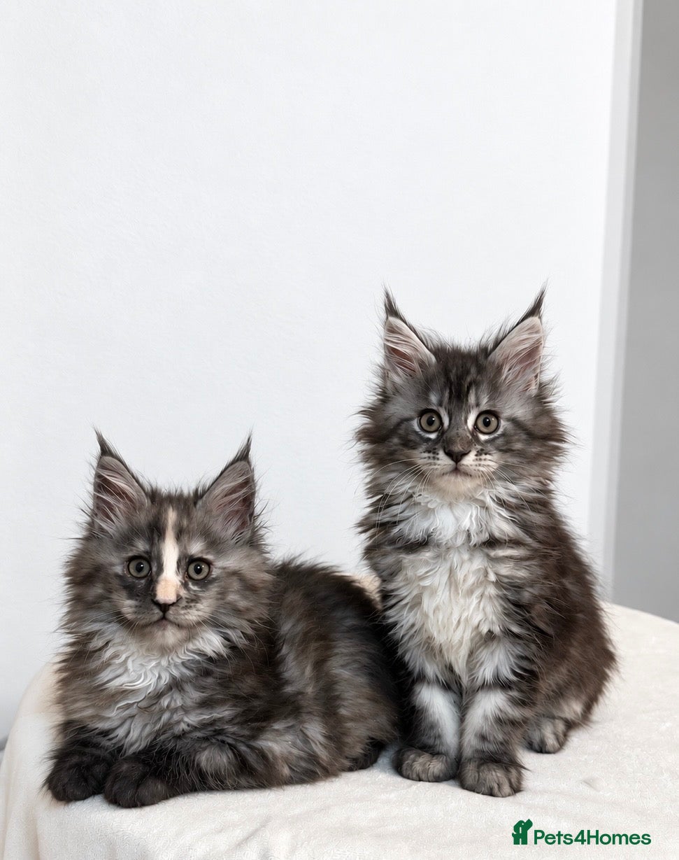 Maine Coon cats Beautiful Maine coon kittens  - Advert 15