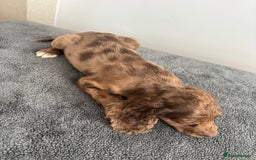 Cocker Spaniel dogs for sale: Cocker spaniel puppies  - Image 8