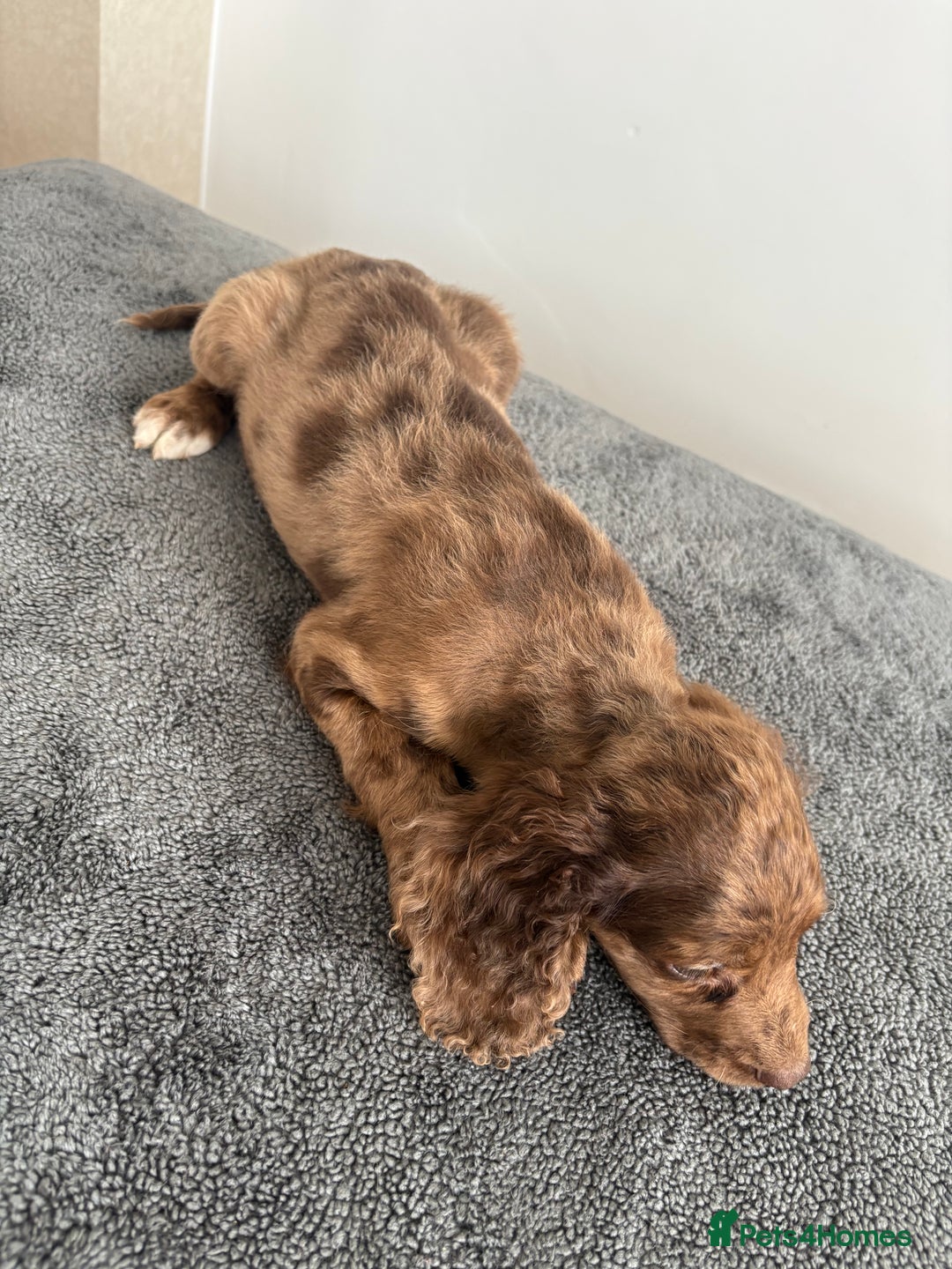 Cocker Spaniel dogs for sale: Cocker spaniel puppies  - Image 8