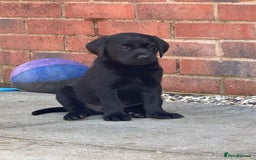 Labrador Retriever dogs for sale: 2 Beautiful female black lab READY TO LEAVE NOW!  in Tidworth - Image 20
