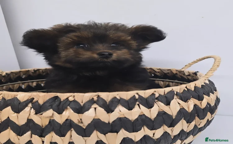 Pomapoo dogs - Advert 3