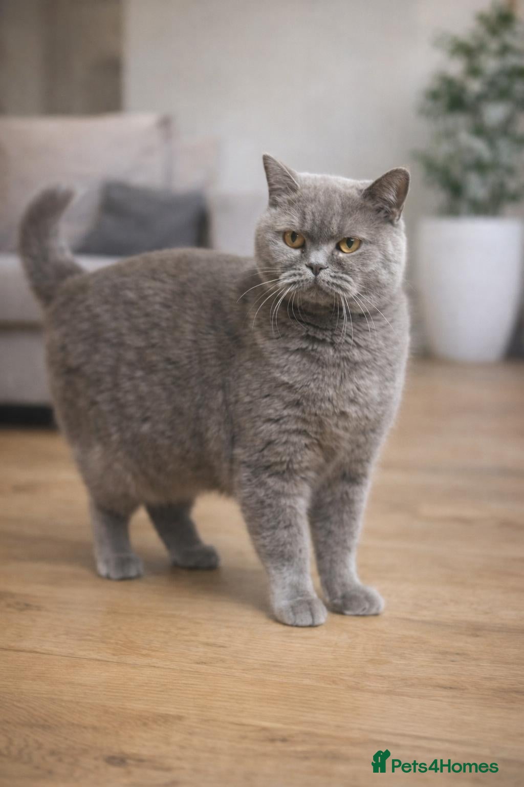 British Shorthair cats Beautiful British shorthair female  (Active) - Advert 5