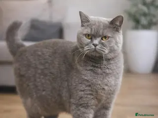 British Shorthair cats Beautiful British shorthair female (Active) - Advert 5