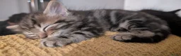 Ragdoll cats for sale: Pair of Ragdoll/Tabby Kittens ..... Bear & Tia  - Advert 15