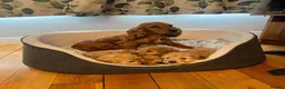 Cockapoo dogs for sale: Gorgeous litter of cockapoo puppies for sale  in Liverpool - Advert 4