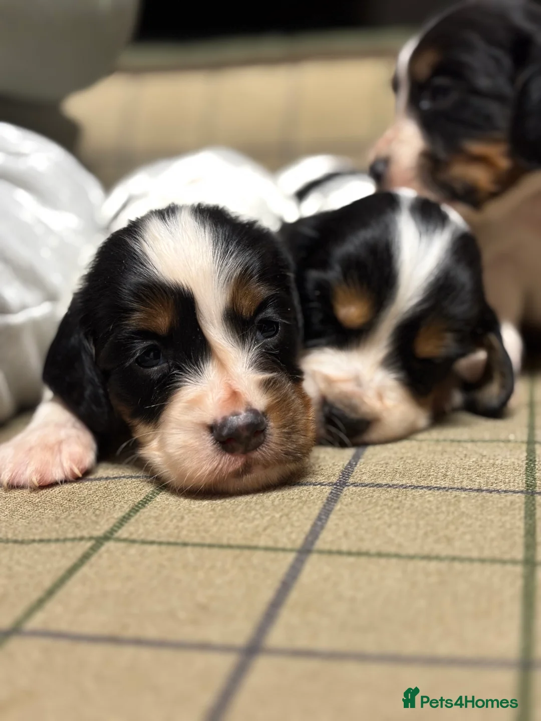 Cocker Spaniel dogs for sale: Stunning Cocker Spaniel Puppies  - Advert 12