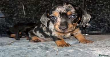Miniature Dachshund dogs - Advert 1