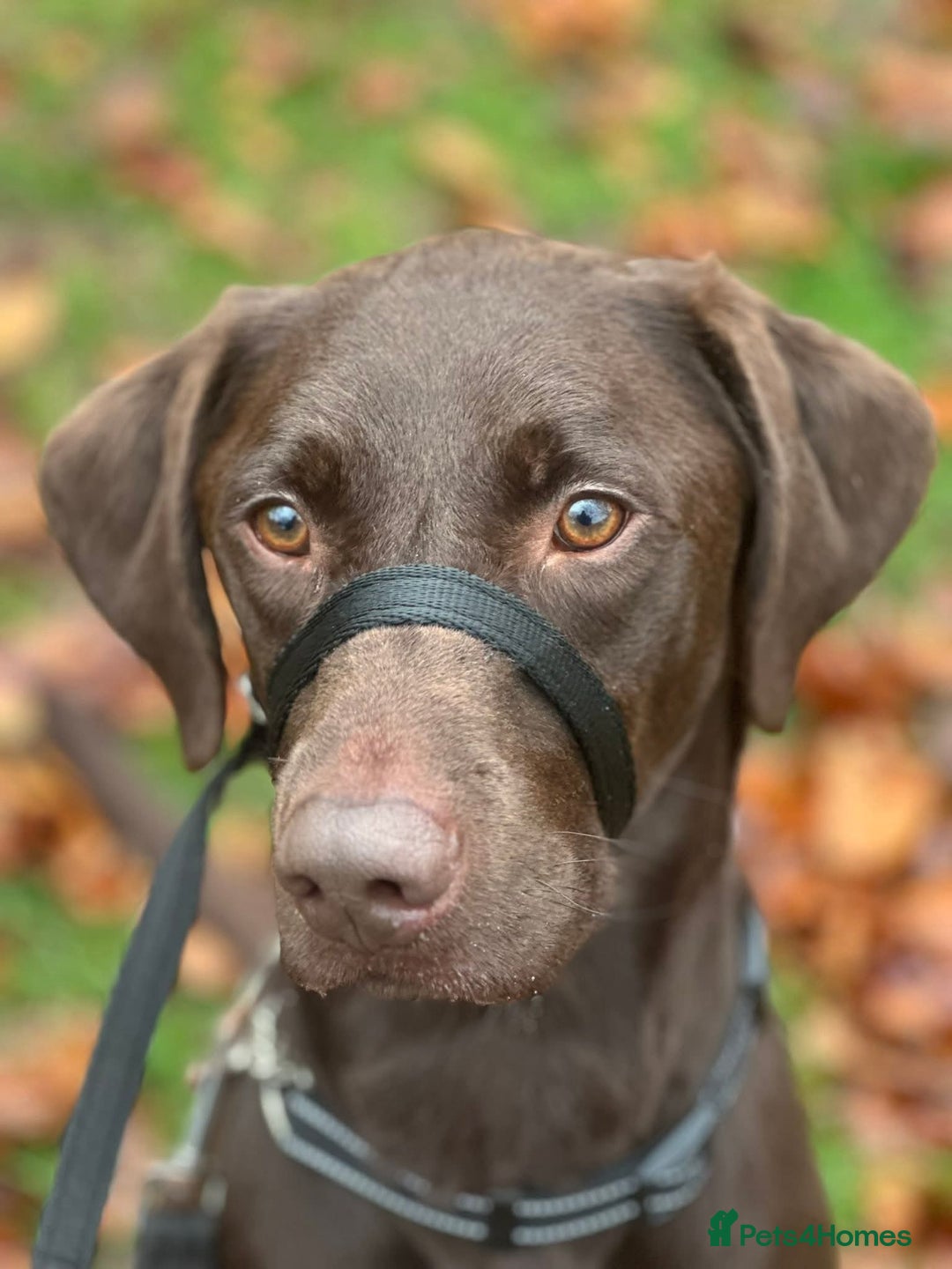 Mixed Breed dogs for adoption: Cooper - Advert 6