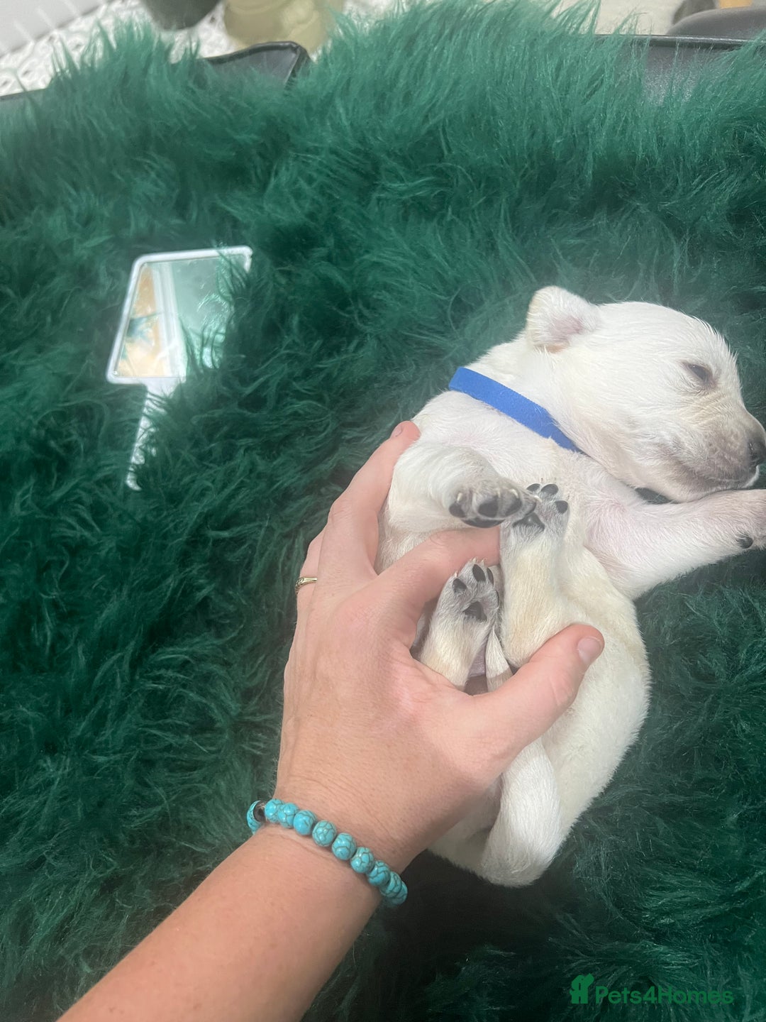 Goldador dogs for sale: Puppies- Goldadors (Golden retriever) (Labrador)  - Image 19