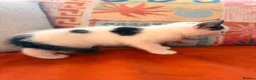 Russian Blue cats for sale: I have 5 beautiful kittens available  - Advert 15