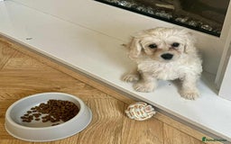 Mixed Breed dogs for sale: Maltipoo X *only 1 girl left*  - Image 1