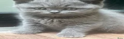 British Shorthair cats for sale: Ready for rehoming BSH / Scottish striaghts - Advert 10