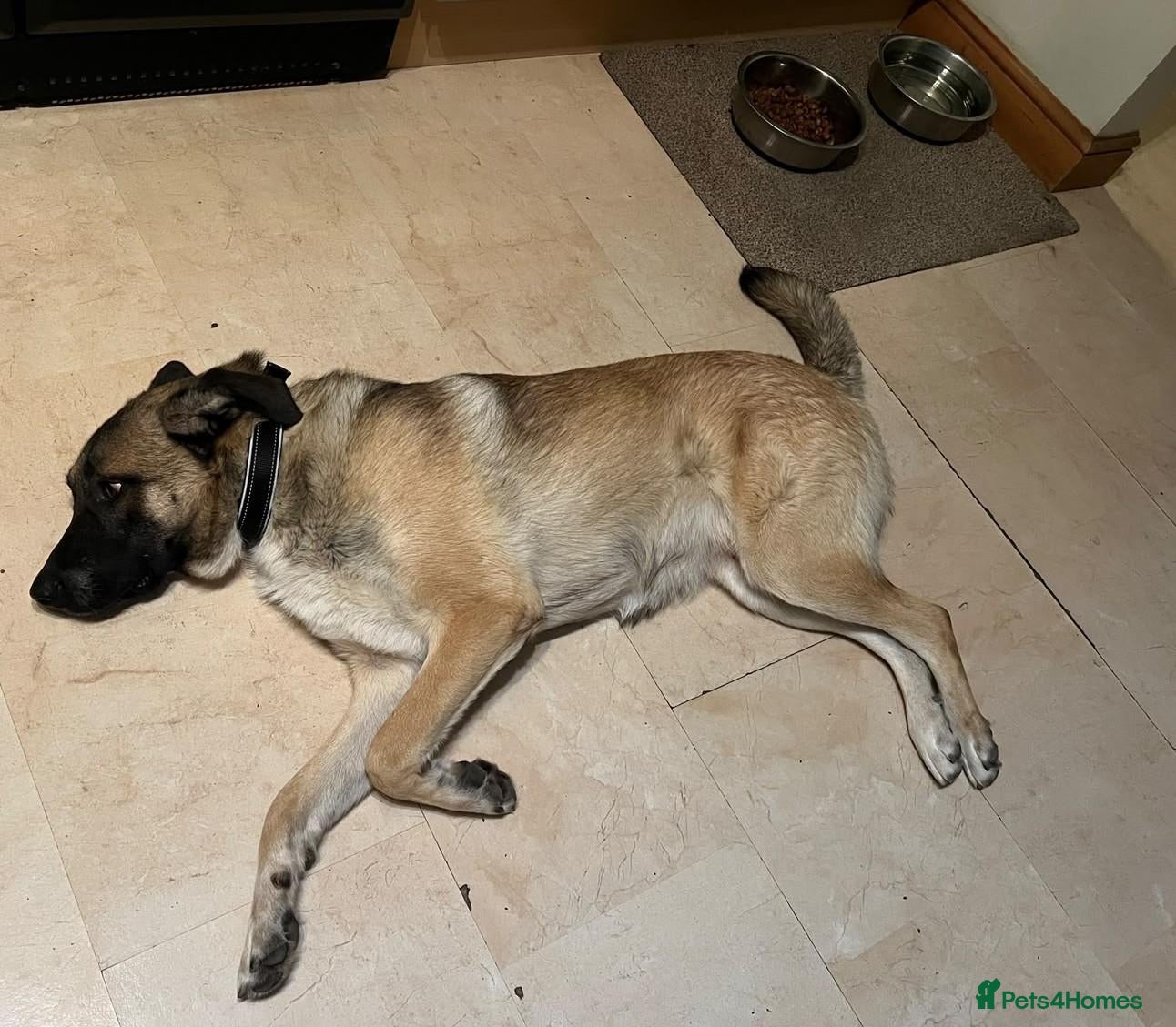 Mixed Breed dogs for adoption: 💛🐾 MILO, A LOVING BOY - FOR A NEW BEGINNING 🐾💛 - Advert 2