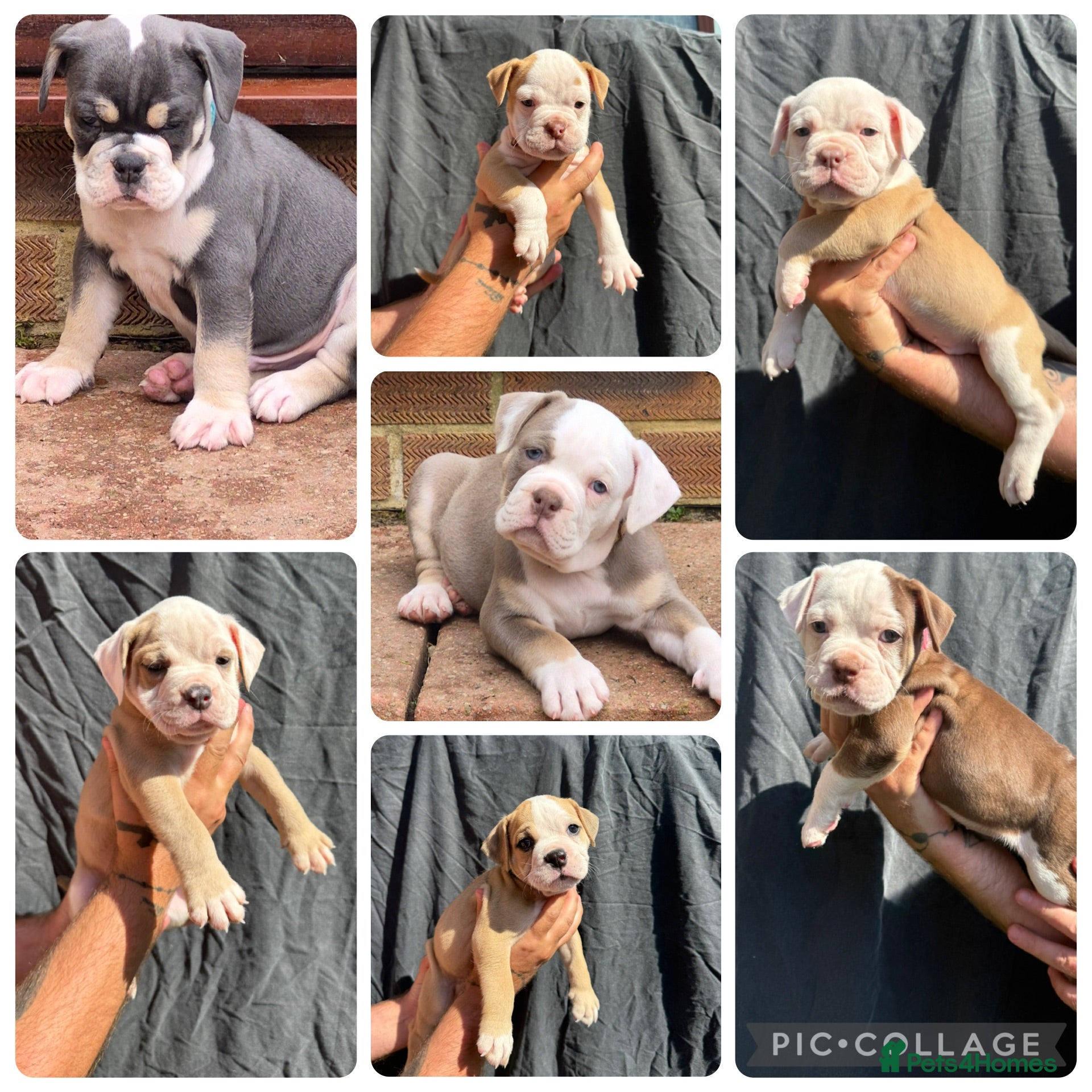 Olde English Bulldogge dogs 7 olde English bulldogs  - Advert 1