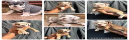 Olde English Bulldogge dogs for sale: READY TO LEAVE 3 old English bulldog  - Advert 9