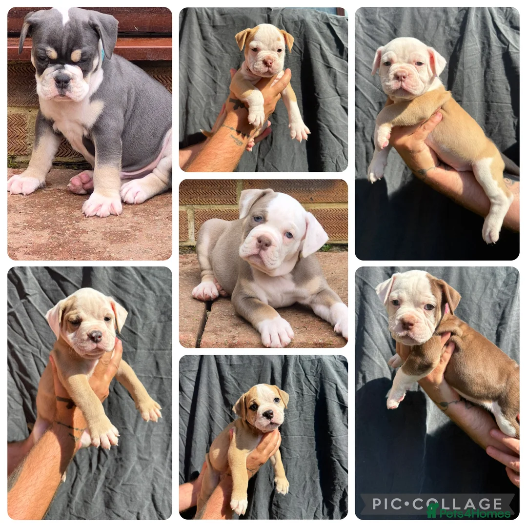 Olde English Bulldogge dogs for sale: 7 olde English bulldogs  - Advert 1