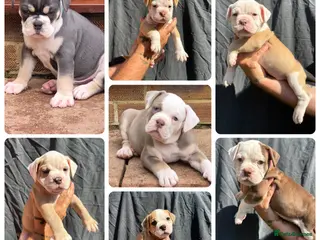 Olde English Bulldogge dogs 7 olde English bulldogs - Advert 1