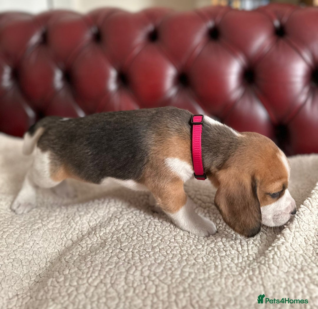 Beagle dogs for sale: Beagle Puppies - Image 9