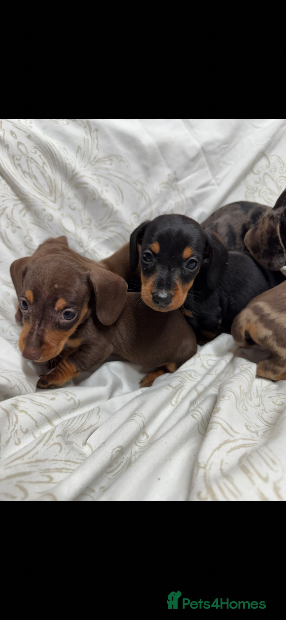 Miniature Dachshund dogs MINIATURE DACHSHUND PUPPIES  - Advert 2